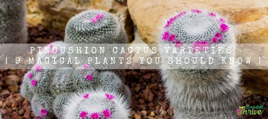 Pincushion Cactus Varieties