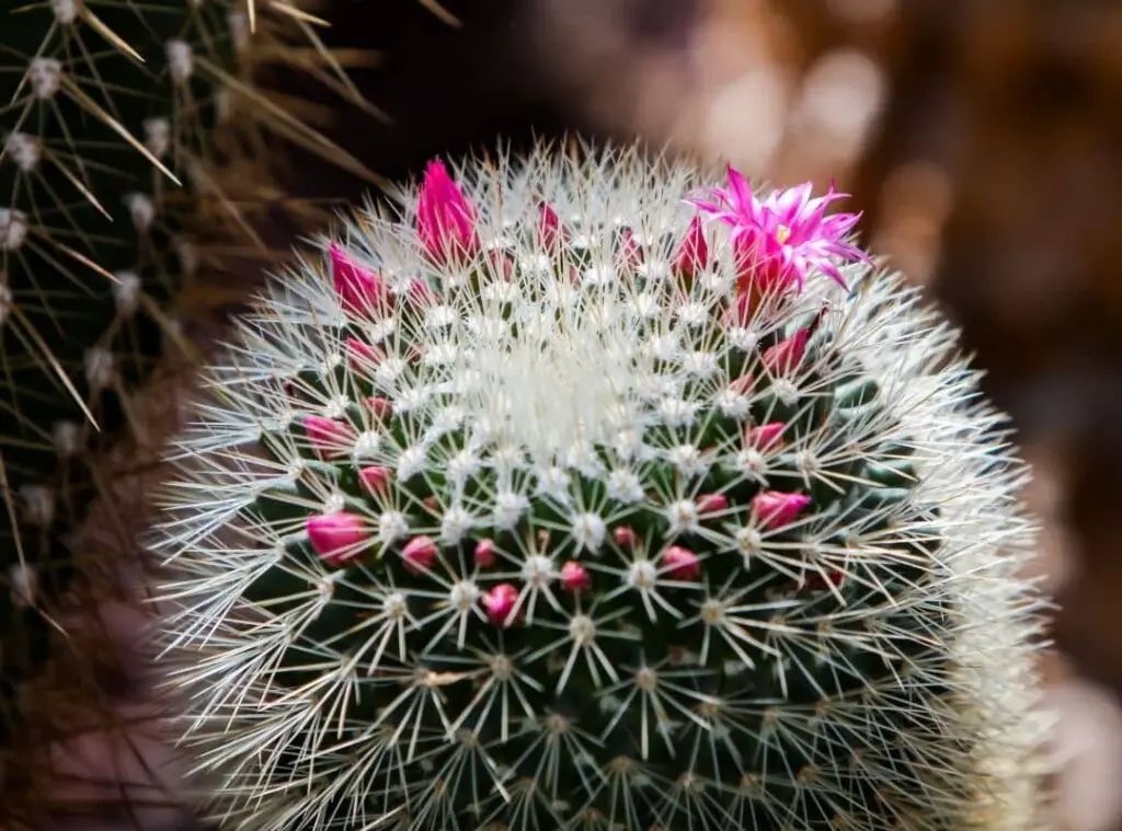 Pincushion Cactus Flower 