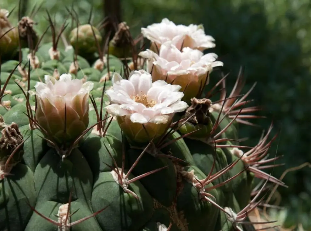 Pincushion Cactus flower 3 1