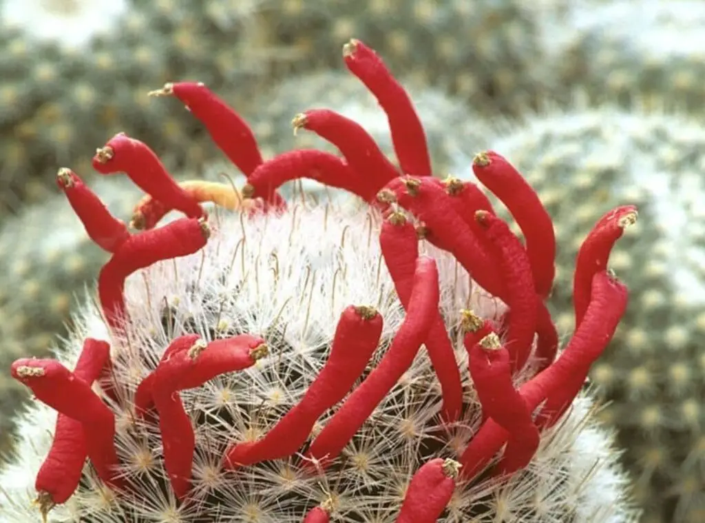 Pincushion Cactus Fruit 