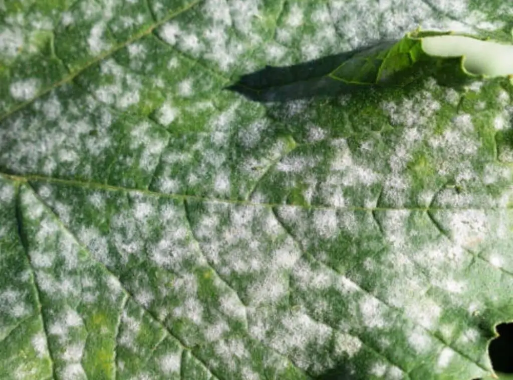 Fungal Infection On Succulents 