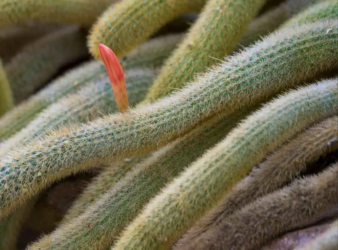 Rat Tail Cactus Aerial Roots 4 Forgotten Facts For You Succulent Thrive 9562