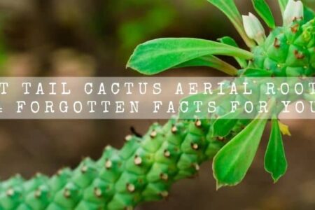 Rat Tail Cactus Aerial Roots | 4 Forgotten Facts For You |
