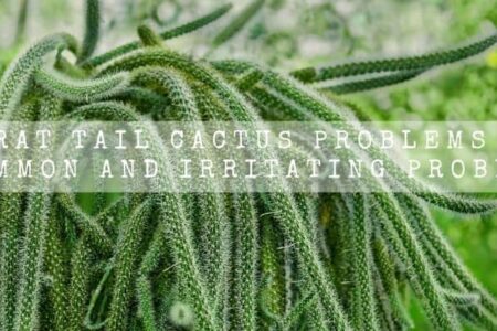 Rat Tail Cactus Problems | 5 Common and Irritating Problems |