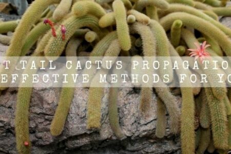 Rat Tail Cactus Propagation | 2 Effective Methods For You |