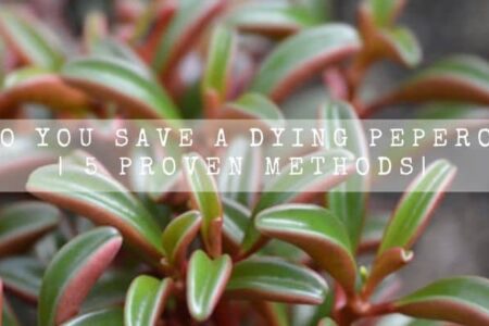 How Do You Save A Dying Peperomia? | 5 Proven Methods|