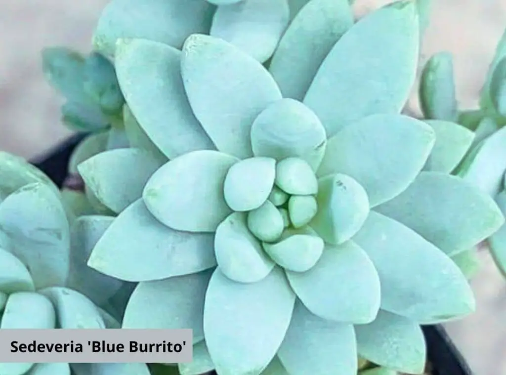 blue succulents