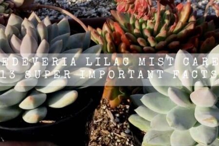 Sedeveria Lilac Mist Care | 13 Super Important Facts |