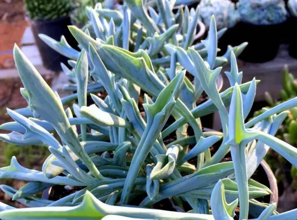 Senecio 1