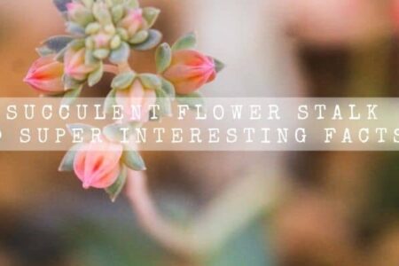 Succulent Flower Stalk | 9 Super Interesting Facts |