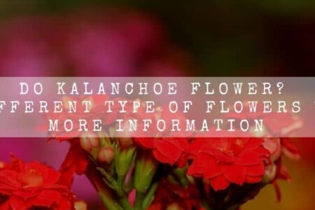 Do Kalanchoe Flower? 6 Different Type Of Flowers With More Information
