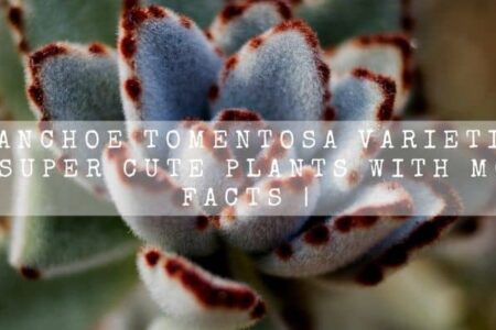 Kalanchoe Tomentosa Varieties | 7 Super Cute Plants With More Facts |