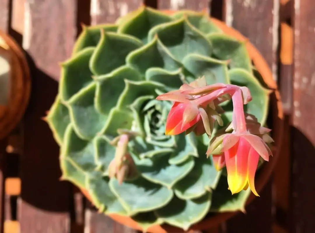 succulent-flower-stalk-9-super-interesting-facts-succulent-thrive