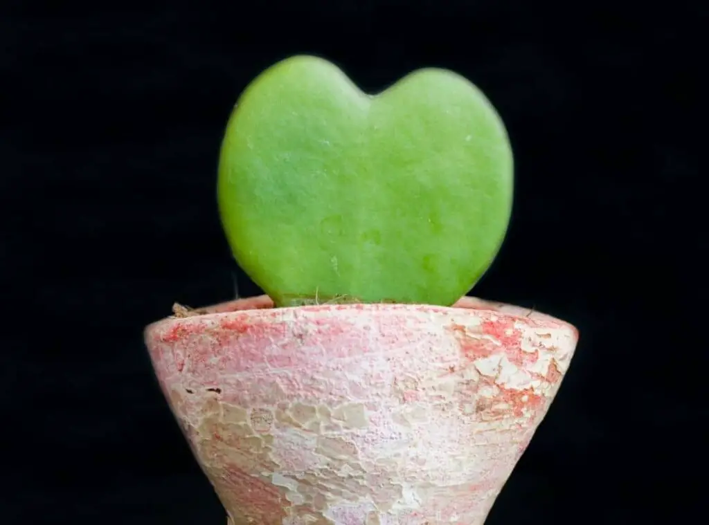 Succulent Heart Propagation 