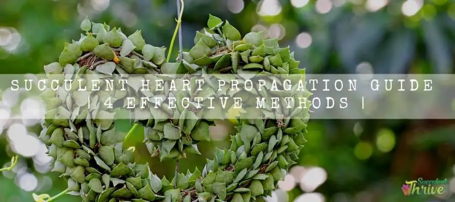Succulent Heart Propagation 