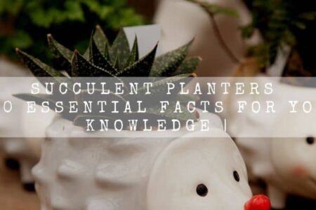 Succulent Planters | 10 Essential Facts For Your Knowledge |