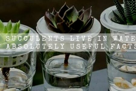 Can Succulents Live In Water? | 7 Absolutely Useful Facts |