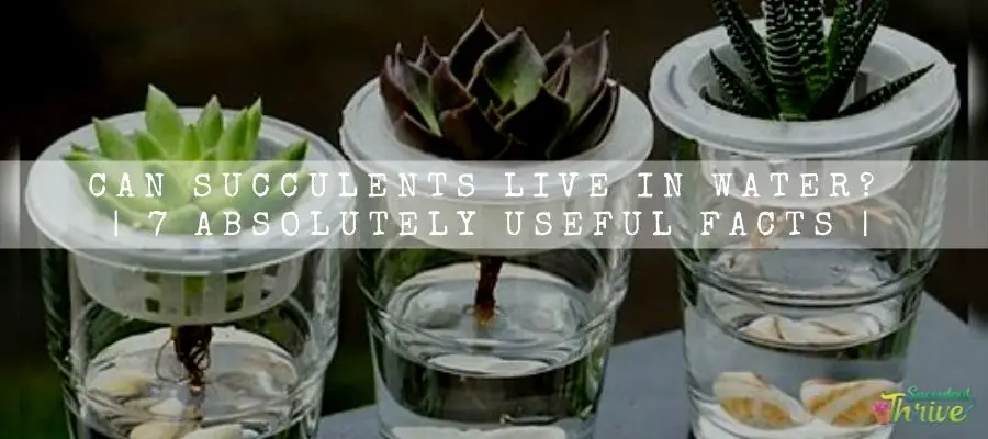 Can Succulents Live In Water