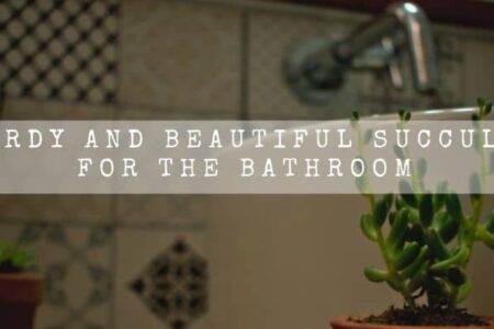 10 Hardy And Beautiful Succulents For The Bathroom