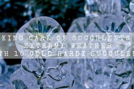 Taking Care Of Succulents In Extreme Weather| With 10 Cold Hardy Succulents |