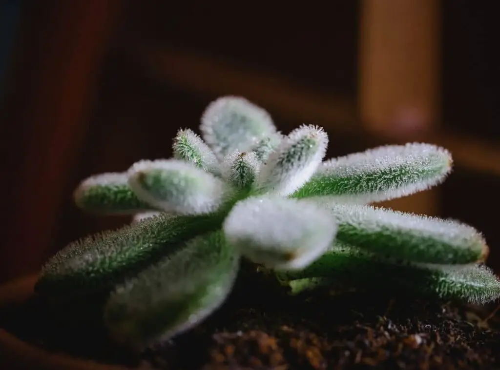 Succulents In Extreme Weather