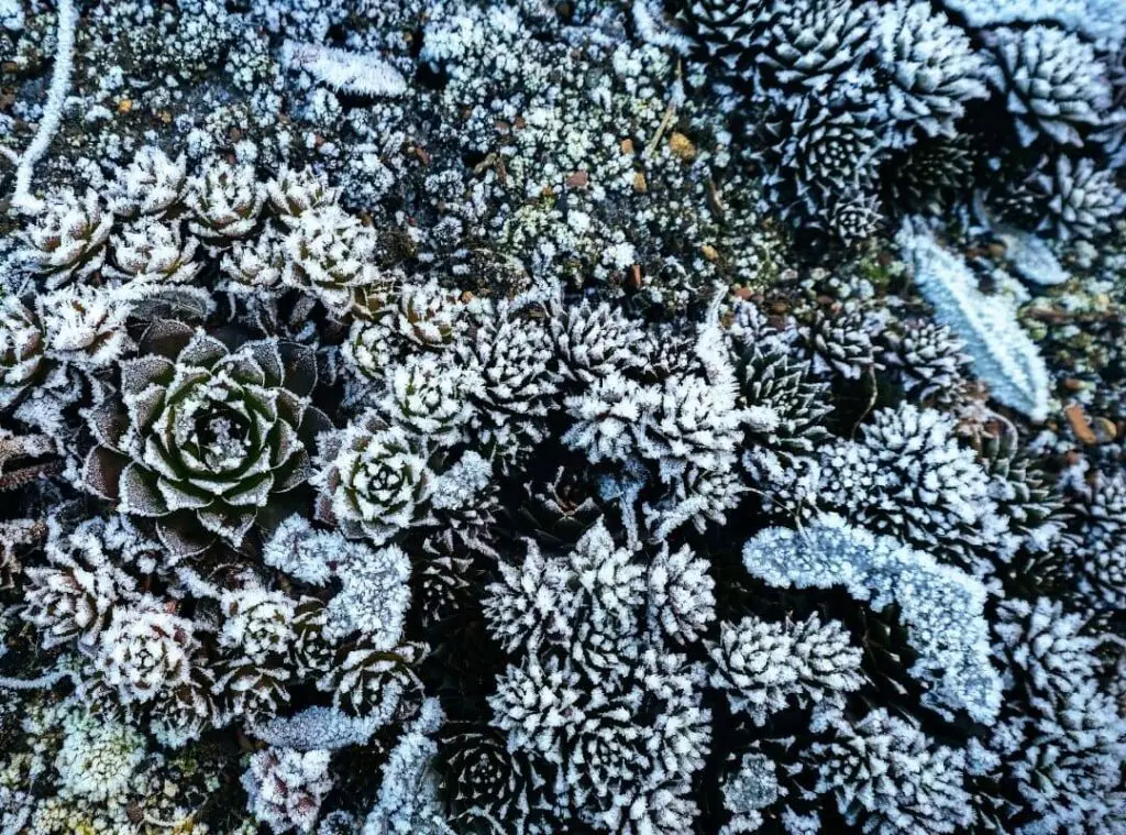 Succulents In Extreme Weather