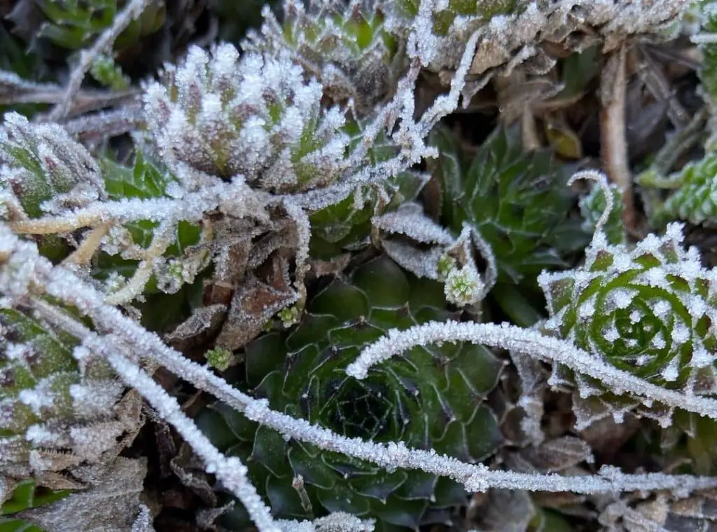 Succulents In Extreme Weather