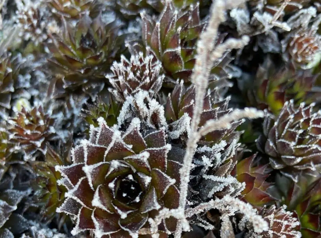 Succulents In Extreme Weather