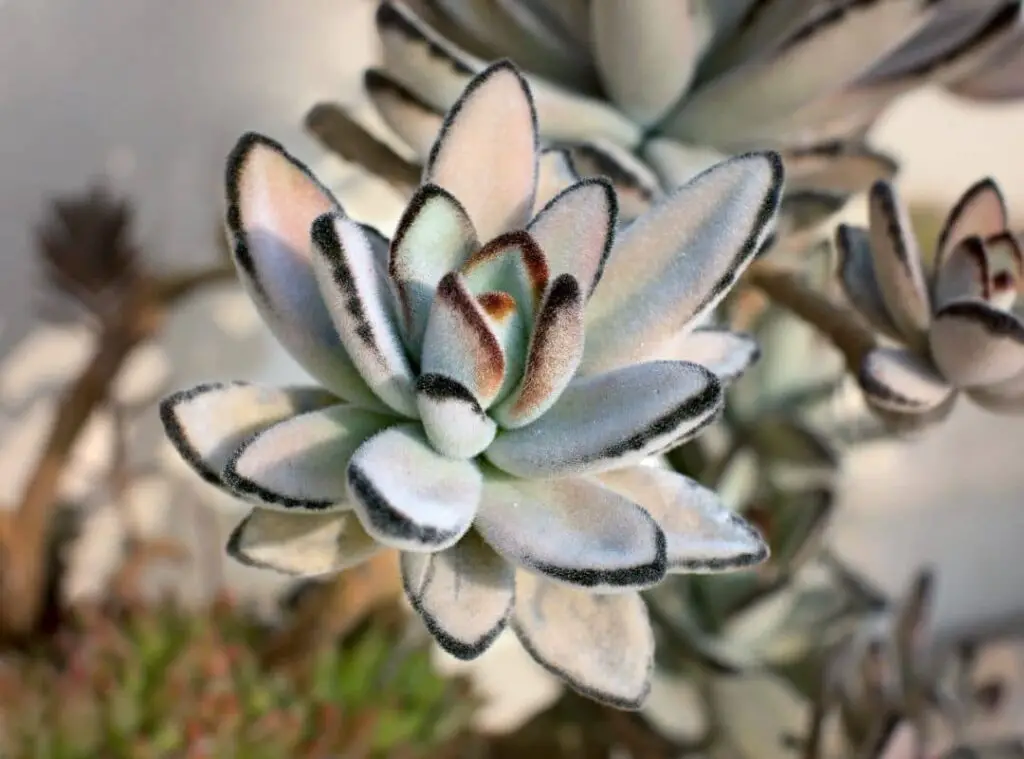 Succulent Flower Stalk