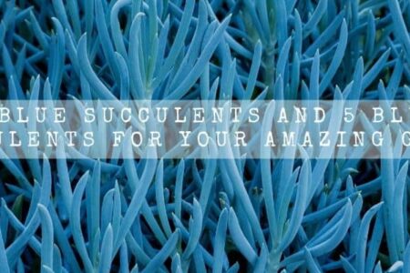 10 Blue Succulents And 5 Bluish Succulents For Your Amazing Garden |