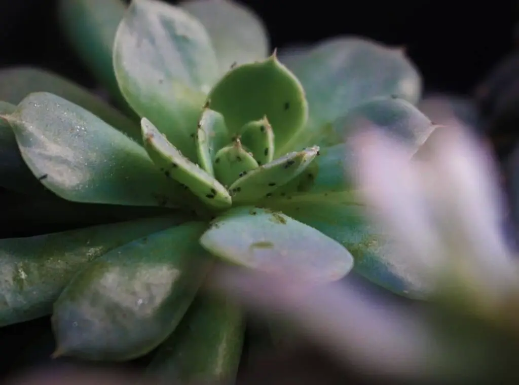 Fungal Infection On Succulents 