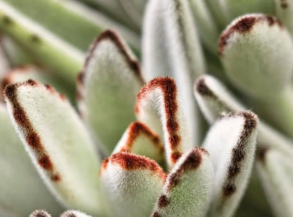 Succulent Flower Stalk