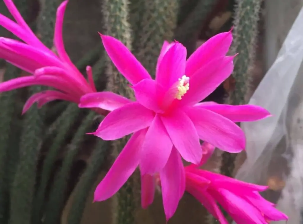 rat tail cactus flowers 2 1