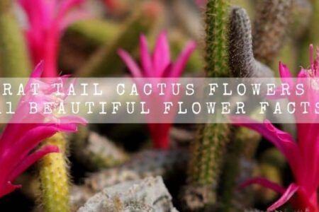 Rat Tail Cactus Flowers | 11 Beautiful Flower Facts |