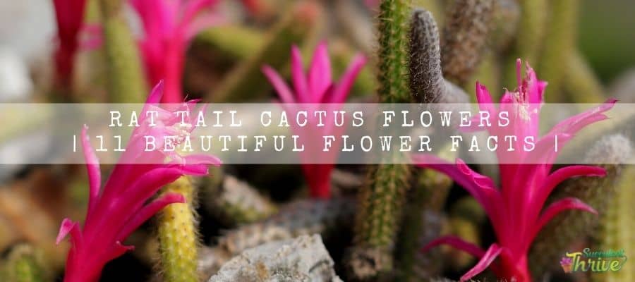 rat tail cactus flowers
