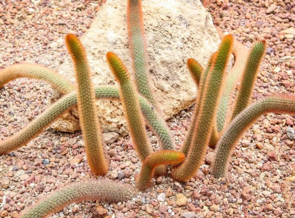 Rat Tail Cactus propagation