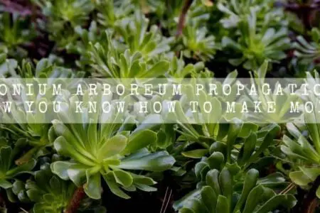 Aeonium Arboreum Propagation (Now You Know How To Make More)
