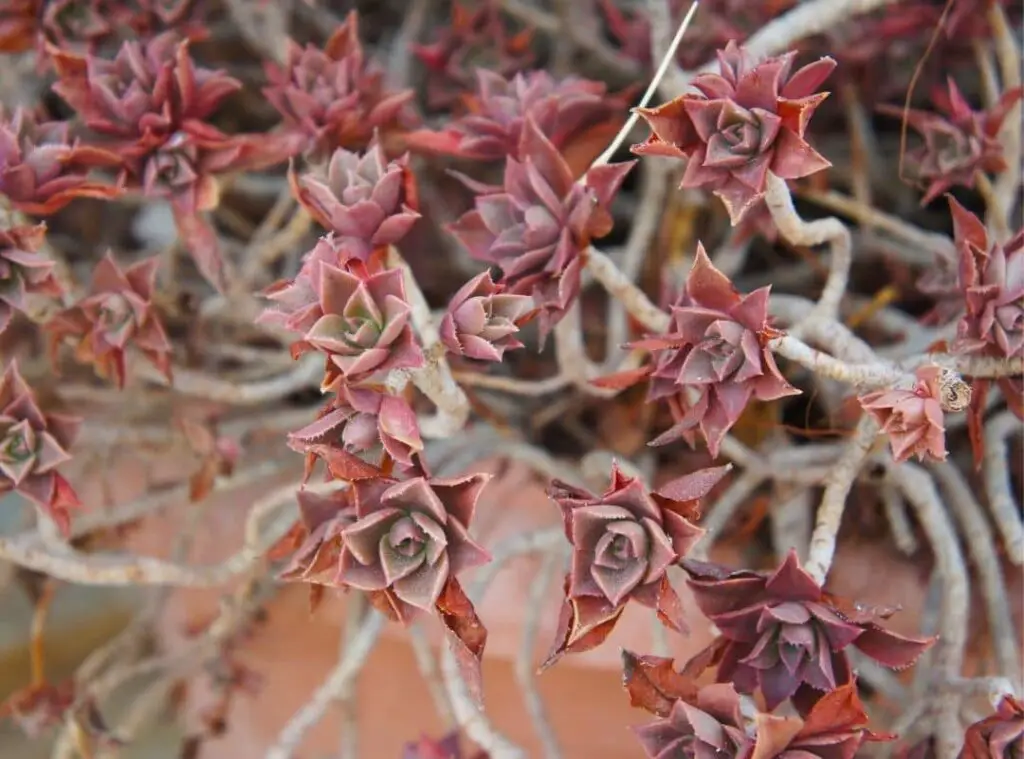What Succulents Attract Hummingbirds