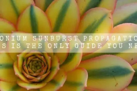 Aeonium Sunburst Propagation | This is The Only Guide You Need |