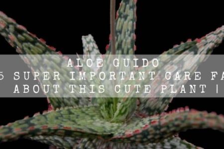 Aloe Guido | 15 Super Important Care Facts About This Cute Plant |