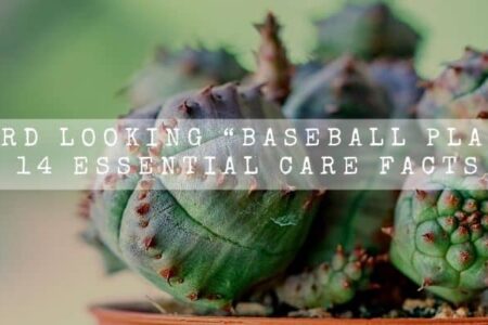 Weird Looking “Baseball Plant” | 14 Essential Care Facts |