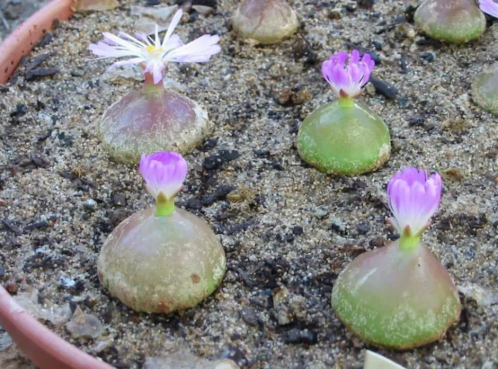 Conophytum Burgeri