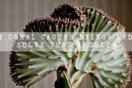 Why My Coral Cactus Dying? And How I Solve That Problem