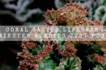 Coral Cactus Lifespan | 10 Minutes Interesting Reading Just For You |