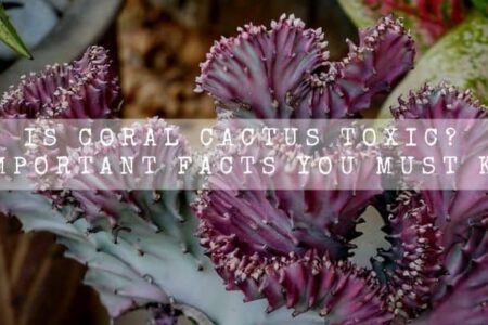 Is Coral Cactus Toxic? 9 Important Facts You Must Know