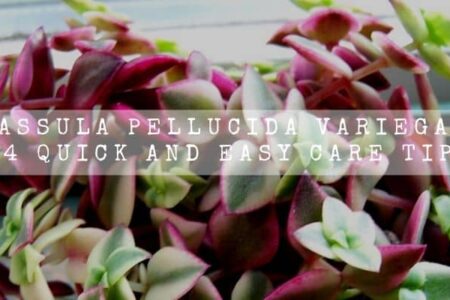 Crassula Pellucida Variegata | 14 Quick and Easy Care Tips |