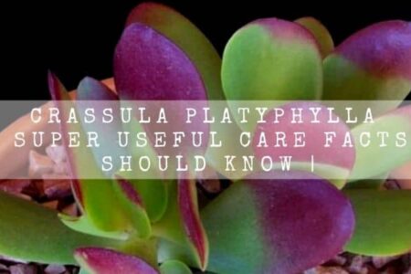 Crassula Platyphylla | 14 Super Useful Care Facts You Should Know |