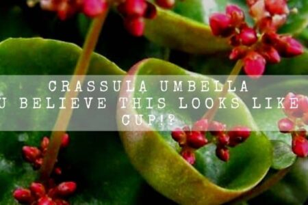 Crassula Umbella | Can You Believe This Looks Like A Wine Cup!? |