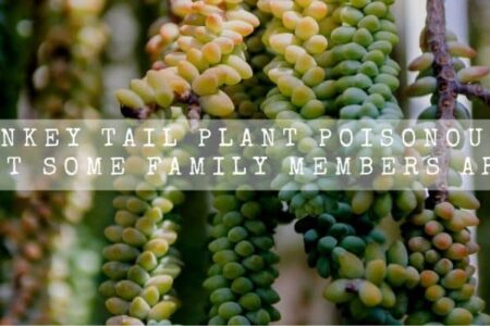 Is Donkey Tail Plant Poisonous? (No But Some Family Members Are)