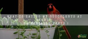 Eating My Succulents At Night